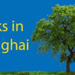 Parks in Shanghai 🌳 An Insiders Guide to Xuhui Riverside Park Thumbnail